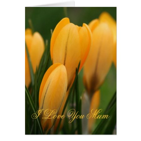 Mother's Day Orange Crocuses greetings card