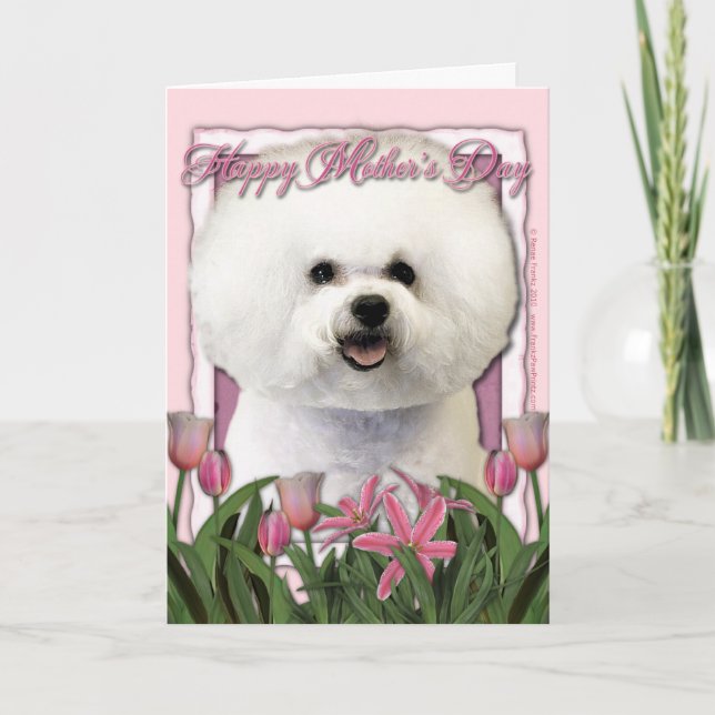 Mothers Day - Pink Tulips - Bichon Frise Card (Front)