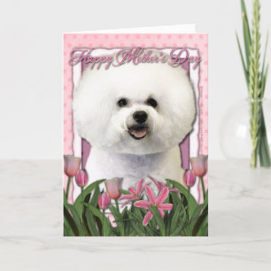 Mothers Day - Pink Tulips - Bichon Frise Card