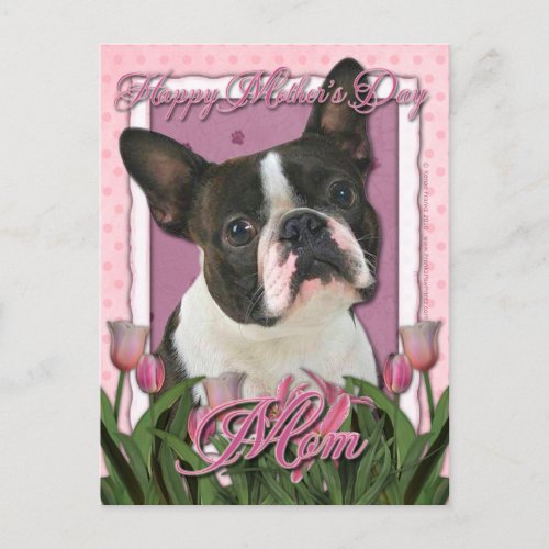 Mothers Day _ Pink Tulips _ Boston Terrier Postcard