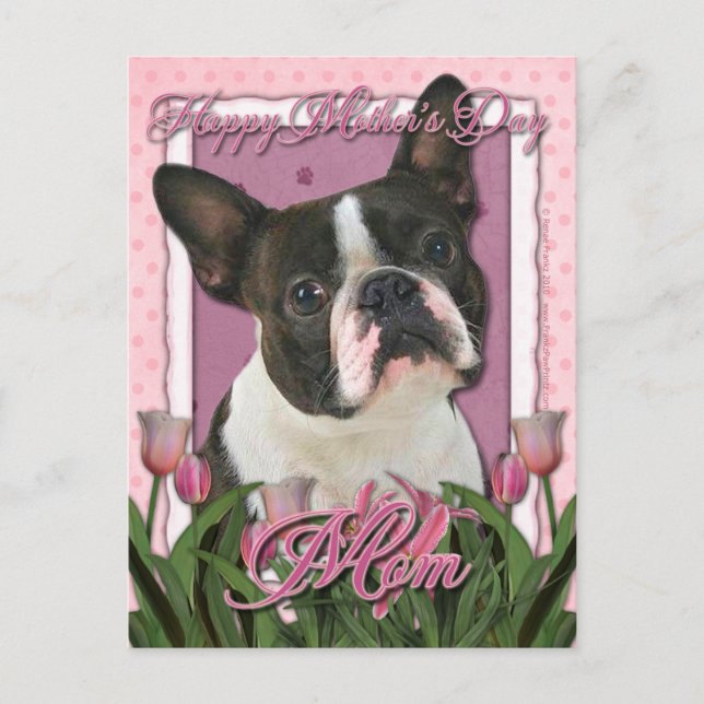 Mothers Day - Pink Tulips - Boston Terrier Postcard (Front)