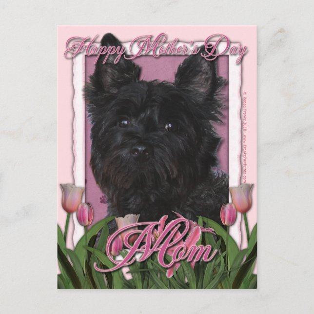 Mothers Day - Pink Tulips - Cairn Terrier - Rosco Postcard (Front)
