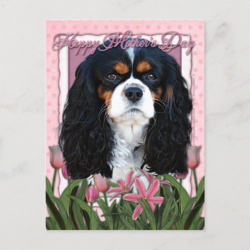 Mothers Day _ Pink Tulips _ Cavalier _ Tri_Color Postcard