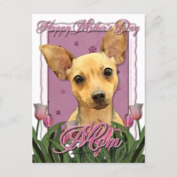 Mothers Day - Pink Tulips - Chihuahua Postcard by FrankzPawPrintz at Zazzle