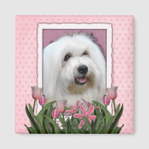 Mothers Day _ Pink Tulips _ Coton de Tulear Magnet