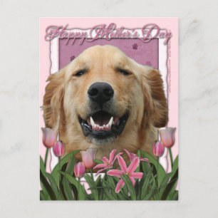 Mothers Day - Pink Tulips - Golden Retriever Postcard