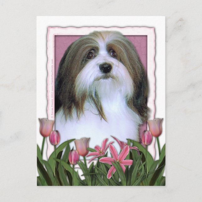 Mothers Day - Pink Tulips - Havanese Postcard (Front)