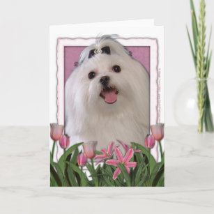 Maltese Mom Dog Mom Mothers Day Card, Maltese, Dog Mom Card, Happy Mothers  Day, Mother's Day, Pet Mom, Maltese Card, Dog Gift, Maltese Gift 