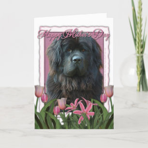 Mothers Day - Pink Tulips - Newfoundland Card
