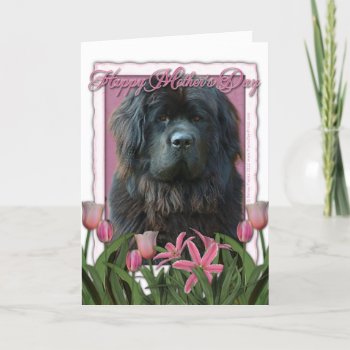 Mothers Day - Pink Tulips - Newfoundland Card by FrankzPawPrintz at Zazzle
