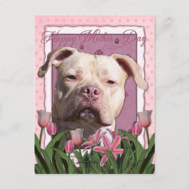Mothers Day - Pink Tulips - Pitbull - Jersey Girl Postcard (Front)