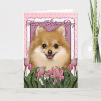 Mothers Day - Pink Tulips - Pomeranian Card by FrankzPawPrintz at Zazzle