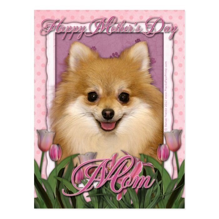 Mothers Day   Pink Tulips   Pomeranian Postcard