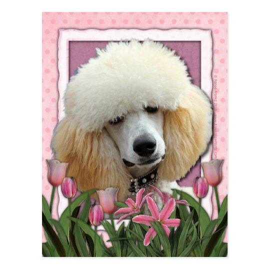 Mothers Day - Pink Tulips - Poodle - Apricot Postcard