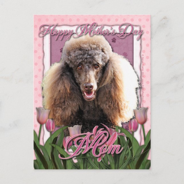 Mothers Day - Pink Tulips - Poodle - Chocolate Postcard (Front)