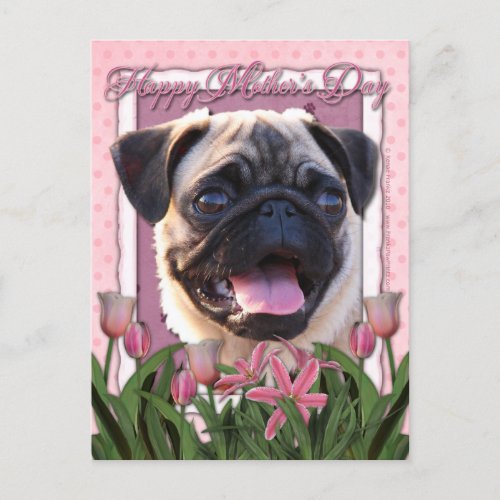 Mothers Day _ Pink Tulips _ Pug Postcard