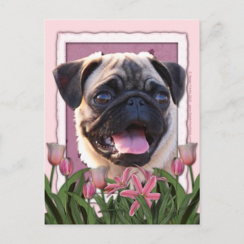 Mothers Day _ Pink Tulips _ Pug Postcard