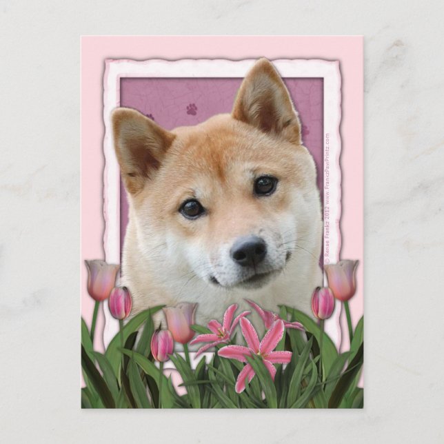 Mothers Day - Pink Tulips - Shiba Inu Postcard (Front)