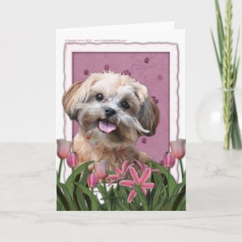 Mothers Day - Pink Tulips - Shihpoo - Maggie Card by FrankzPawPrintz at Zazzle