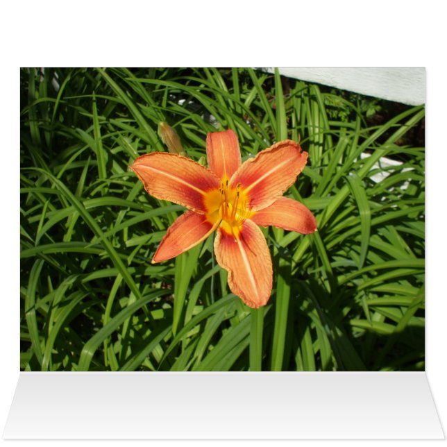 Mothers Day Pretty Orange Tiger Lilies Card (Inside Horizontal (Top))