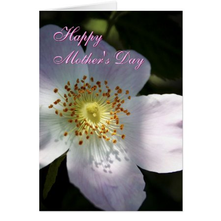 Mothers Day Rosa Canina greetings card