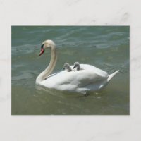 Mother's day swan birds nature cute