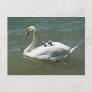 Mother's day swan birds nature cute postcard