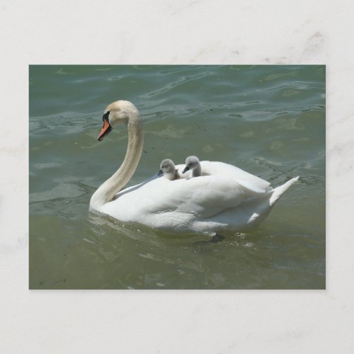 Mothers day swan birds nature cute postcard