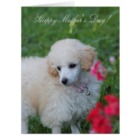 Mother's Day toy poodle big greeting card