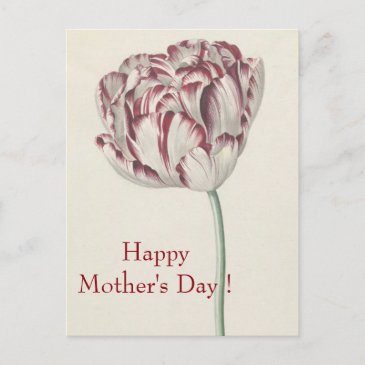 Mother's Day - Vintage Fine Art White & Red Tulip 