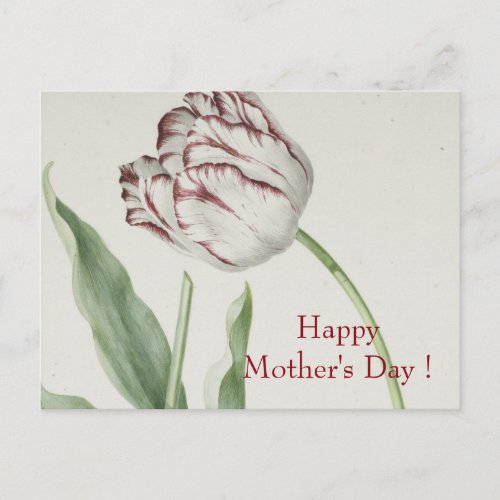 Mothers Day _ Vintage Fine Art White  Red Tulip  Postcard