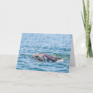 Mother's Love Dolphin & Baby Animal Greeting Card