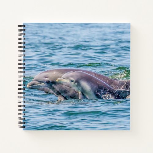 Mothers Love Dolphin  Baby Notebook