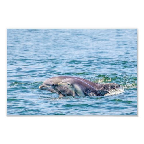 Mothers Love Dolphin  Baby Print