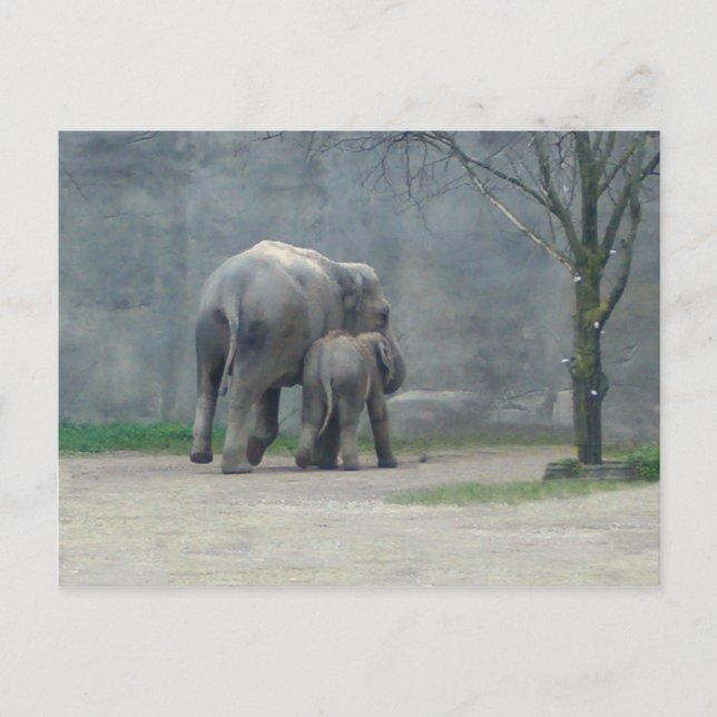 Mother's Love Elephant Postcard (Front)