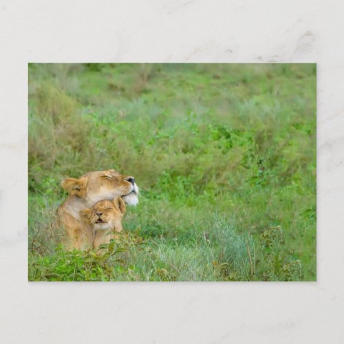 Mothers Love Lioness  Baby Postcard
