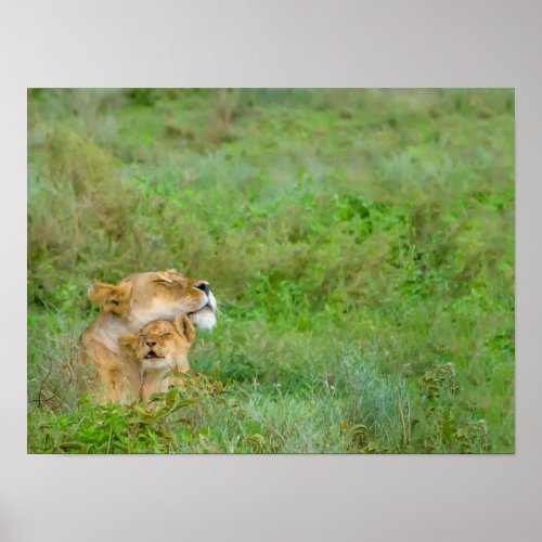 Mothers Love Lioness  Baby Poster