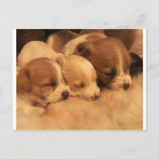 mothers love postcard