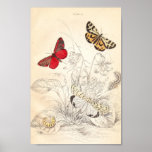 Moths And Butterflies Poster at Zazzle