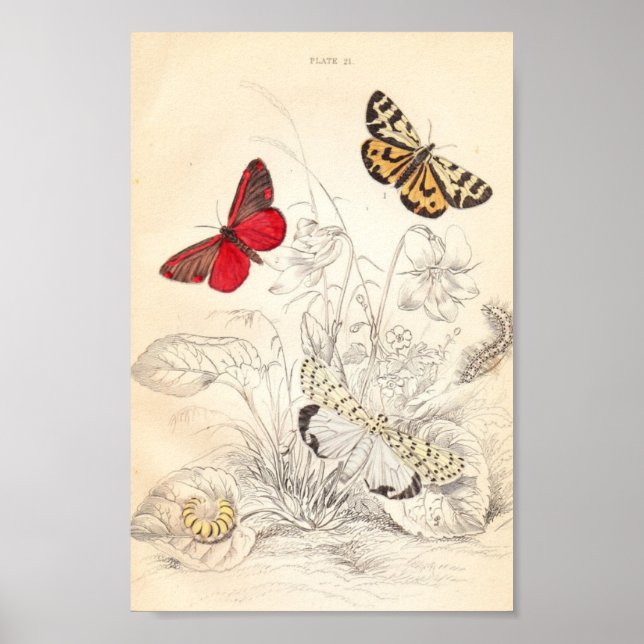 Moths and Butterflies Poster (Front)