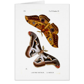 Moths Cards