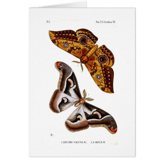 Moths Cards (Front)