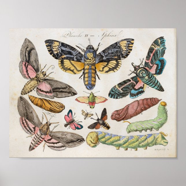 Moths Caterpillars Vintage Print Download (Front)