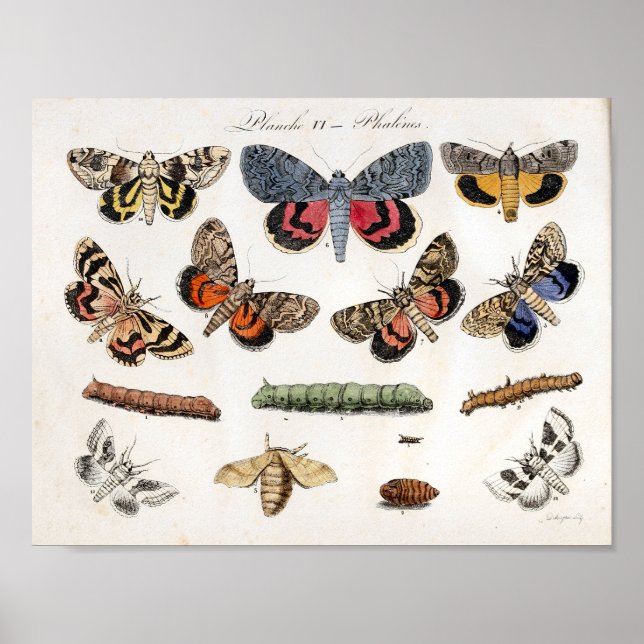 Moths Caterpillars Vintage Print Download (Front)