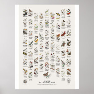Moths - Naturalist's Library Poster
