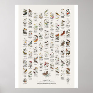 Moths - Naturalist's Library Poster