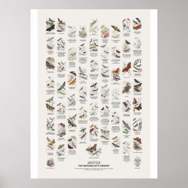 Moths - Naturalist's Library Poster (Front)
