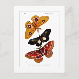 Moths Postcard