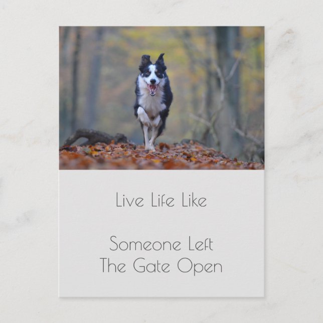 Motivational Graduation Dog  Positivity Quote Postcard (Front)