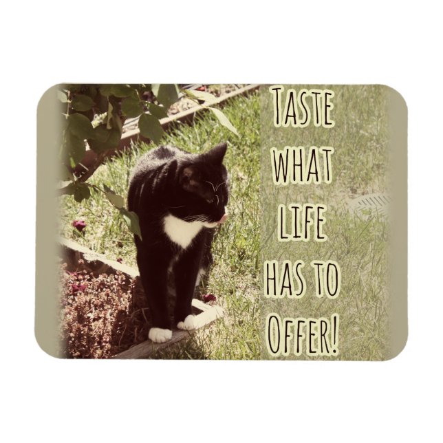 Motivational Taste of Life Cat Quote Art Fun Magnet (Horizontal)